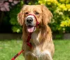 A golden retriever dog wearing a red Halti headcollar sits in a grassy area with blurred green and yellow foliage in the background. Anteprima dell’immagine prodotto