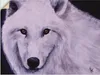ARTland Wandbild, selbstklebend Weißer Wolf Größe: 40x30 cm Produktbild-Vorschau 1