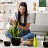 A woman watering a snake plant in a black and gold pot, surrounded by other plants and gardening tools. Náhľad obrázku produktu