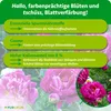 Purgrün Pfingstrosen-Dünger 1 Liter, Produktbild-Vorschau 3