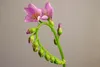 SAFLAX - Sonnentau - Drosera capensis - 200 Samen - Mit Produktbild-Vorschau 9