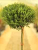 Japonský drieň Ilex crenata Twiggy štandard 40 cm Náhľad obrázku produktu 2
