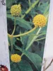 Kugel-Sommerflieder Globosa - Buddleja globosa Produktbild-Vorschau 1