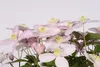 Clematis montana var. rubens 60-80 cm Pianta rampicante Anteprima dell’immagine prodotto 2