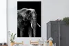 MuchoWow® Poster Elefant mit vor schwarzem Hintergrund - Produktbild-Vorschau 2