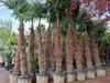 A row of potted palm trees with brown, fibrous trunks and green fronds. Produktbild-Vorschau