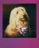 Polaroid Go Color Film Double Pack – Gradient Frames | 16 Produktbild-Vorschau 9