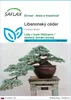 SAFLAX - Libanonský céder - Cedrus libani - 20 Semená Náhľad obrázku produktu 1