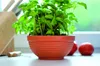 Nohel Garden Jardine DETAR plastique, anthracite Taille : Voir les images du produit 2