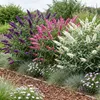 Schmetterlingsstrauch Buddleja davidii Tricolor 3er Set Produktbild-Vorschau 6