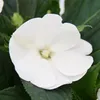 Edel-Lieschen - Impatiens Neu-Guinea - 12cm Topf - Set mit Produktbild-Vorschau 3