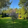 Schweizer Zwergweide - 2 Stk - Salix integra 'Flamingo' - Produktbild-Vorschau 5
