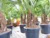 Trachycarpus Fortunei Gruppe mehrstämmig Palme, winterhart Produktbild-Vorschau 8