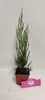 A small potted coniferous plant with a pink tag in front of it. Náhľad obrázku produktu