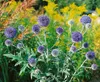 Echinops ritro, Kugeldistel, stahlblau, ca. 9x9 cm Topf Produktbild-Vorschau 11