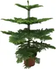 Araucaria Heterophylla Anteprima dell’immagine prodotto 1
