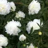 Pfingstrose  - Paeonia 'Duchesse De Nemours'  | im Produktbild-Vorschau 2