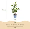 GreenboutiQ - Heckenpflanzen - Prunus lusitanica Produktbild-Vorschau 3