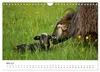 Schöne Schafe (Wandkalender 2027 DIN A4 quer), CALVENDO Produktbild-Vorschau 8