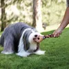 KONG Hundespielzeug KONG Wubba Floppy Ears Large 35 cm Produktbild-Vorschau 8