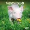 Wandkalender 2027 Schweinchen / Piggies 30x30 cm mit Extra Produktbild-Vorschau 1