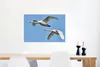 MuchoWow® Poster Schwan - Vogel - Himmel - Blau 60x40 cm - Produktbild-Vorschau 5