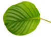 Schattenpflanze im Zebra-Look - Calathea orbifolia - 12cm Produktbild-Vorschau 2