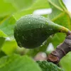 Bloomique - Ficus Carica Brown Turkey - Drzewo figowe - Podgląd zdjęcia produktu 2