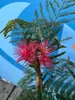 Sunny Tree - Seidenbaum - Albizia Julibrissin 'Ombrella' - Produktbild-Vorschau 3