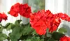 Hnojivo pro pelargonie Tekuté hnojivo pro pelargonie Náhled obrázku produktu 6