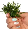 Eco Plant Echinodorus Tenellus - roślina invitro 5 sztuk Podgląd zdjęcia produktu 3