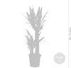 Bloomique - Yucca Elephantipes - Yucca Palme - Palmlilie - Produktbild-Vorschau 4