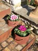 Edelrost plantenpot, kookpan. Edelrost plantenpot, kookpan Productafbeelding-voorbeeld 2