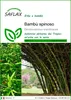 SAFLAX  - Bambù spinoso - 50 semi - Dendrocalamus Anteprima dell’immagine prodotto 1