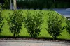 Stauden Gänge 1 x Prunus laurocerasus 'Novita' - Produktbild-Vorschau 7