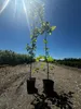 Hainbuche 70-90cm cm im p9 Topf – Carpinus betulus – Produktbild-Vorschau 1