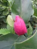 Magnolia March Till Frost - Tulpenmagnolie March - 80-100 Produktbild-Vorschau 1