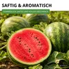 Wassermelonen Sugar Baby Samen - Citrullus lanatus - Produktbild-Vorschau 7