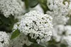Viburnum burkwoodii, Duft-Schneeball, immergrün, 60–80 cm Produktbild-Vorschau 6