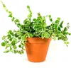 Gardners Ficus pumila variegata, priemer 6 cm Náhľad obrázku produktu 1