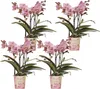 Phalaenopsis Orchideen – 4 Pflanzen – Treviso – Altrosa – Produktbild-Vorschau 1