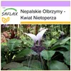 SAFLAX - Nepalskie Olbrzymy - 10 Nasiona - Tacca nevia Podgląd zdjęcia produktu 5