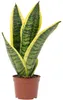 Bogenhanf - Sansevieria trifasciata Superba - Höhe ca. 30 Produktbild-Vorschau 1