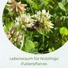 Samenshop24®  Weißer Steinklee (Bokharaklee), melilotus Produktbild-Vorschau 2