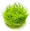 Aquarium Pflanze Eleocharis acicularis Tropica Nr.133 TC in Produktbild-Vorschau 3