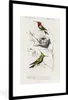 MuchoWow® MuchoWow® Gerahmtes Poster Vogel - Vintage - Produktbild-Vorschau 1