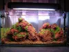 Aquarium Steine Lava Gestein braun-rot 3 kg, dekorative Produktbild-Vorschau 3