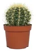 Echinocactus grusonii - Schwiegermutterstuhl - im 12cm Topf Produktbild-Vorschau 2