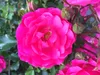 10x Bodendecker winterhart Bodendeckerrose Noatraum Produktbild-Vorschau 5
