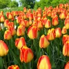 Tulipes Banja Luka bulbes de fleurs 50 pièces. Voir les images du produit 1